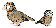 Cutthroatfinch.png
