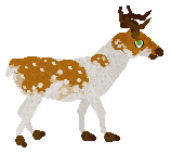 Jicho.png
