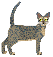 Abyssinian - Supernova V2