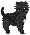 Affenpinscher - Amenity/Rosestone
