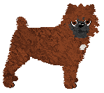 Affenpinscher - Supernova