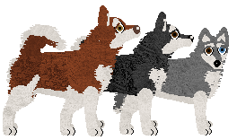 Alaskan Klee Kai - Fango