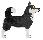 Alaskan Klee Kai - Kismet V1