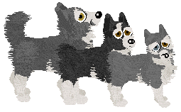 Alaskan Klee Kai - Kitsufox