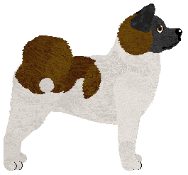 American Akita - Abnormality V3