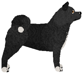 American Akita - Supernova