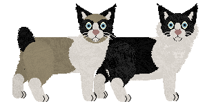 American Bobtail - Hoseok