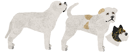 American Bulldog - Supernova