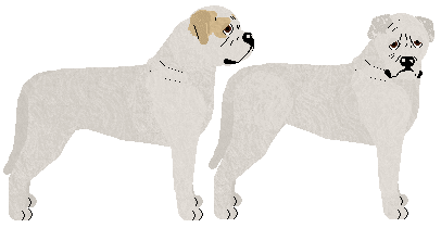 American Bulldog - Grand Theft