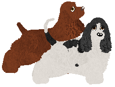 American Cocker Spaniel - Java