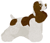 American Cocker Spaniel - Abnormality V2