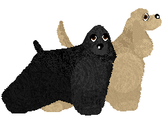 American Cocker Spaniel - Bekki