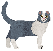 American Curl - Supernova (Shorthair)