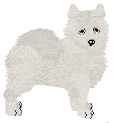 American Eskimo - Bedazzled