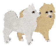 American Eskimo - VPZ