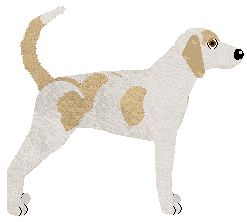 American Foxhound - Supernova