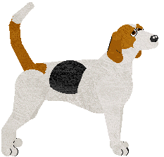 American Foxhound - Abnormality