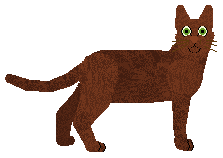 American Havana Brown - Supernova V2