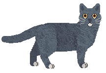 American Shorthair - Grand Theft