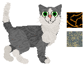 American Shorthair - Cierra