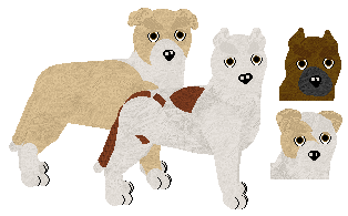 American Staffordshire Terrier - Bedazzled