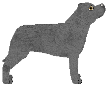American Staffordshire Terrier - Supernova (Modified)