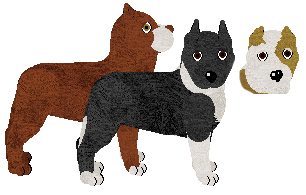 American Staffordshire Terrier - Supermuffin