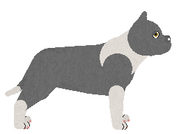 American Staffordshire Terrier - Java