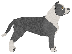 American Staffordshire Terrier - Dragonstone