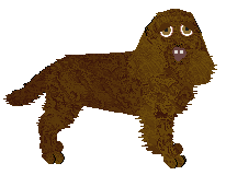 American Water Spaniel - Good Dog Kennel