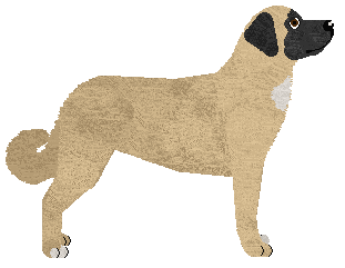Anatolian Shepherd Dog - Abnormality