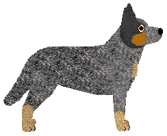 Australian Cattle Dog - Supernova