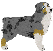 Australian Shepherd - Abnormality (Vicki) V2