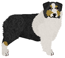 Australian Shepherd - Supernova