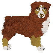 Australian Shepherd - Hurricane