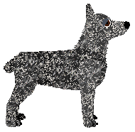 Australian Stumpy Tail Cattle Dog - LighningStrike