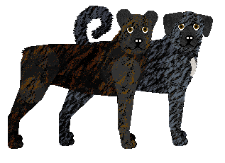 Azores Cattle Dog - Kamvis