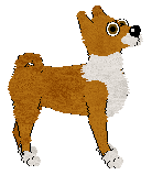 Basenji - Iola V2