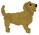 Basset Fauve de Bretagne - Interlude