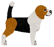Beagle - Keane's Breeds
