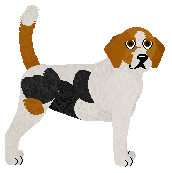 Beagle - Supernova V2