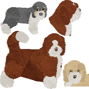 Bearded Collie - Supernova