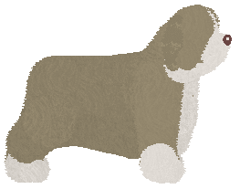 Bearded Collie - Fango