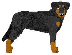 Beauceron - Supernova V1