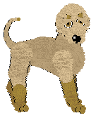 Bedlington Terrier - Abnormality