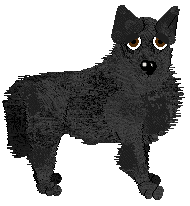 Belgian Shepherd - Tiki (Groenendael)