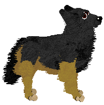 Belgian Shepherd - Corvus Corax (Tervueren)