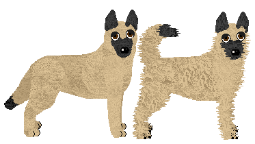 Belgian Shepherd - Finishing Touch (Malinois/Laekenois)