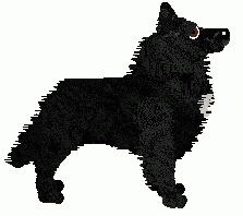 Belgian Shepherd - Cheetah Kennelz (Groenendael)