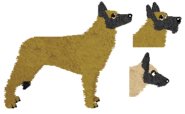 Belgian Shepherd - Belgian Shepherd - Java (Laekenois)